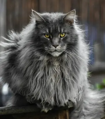 Discover the beauty, temperament, and unique features of the captivating Blue Maine Coon cat.