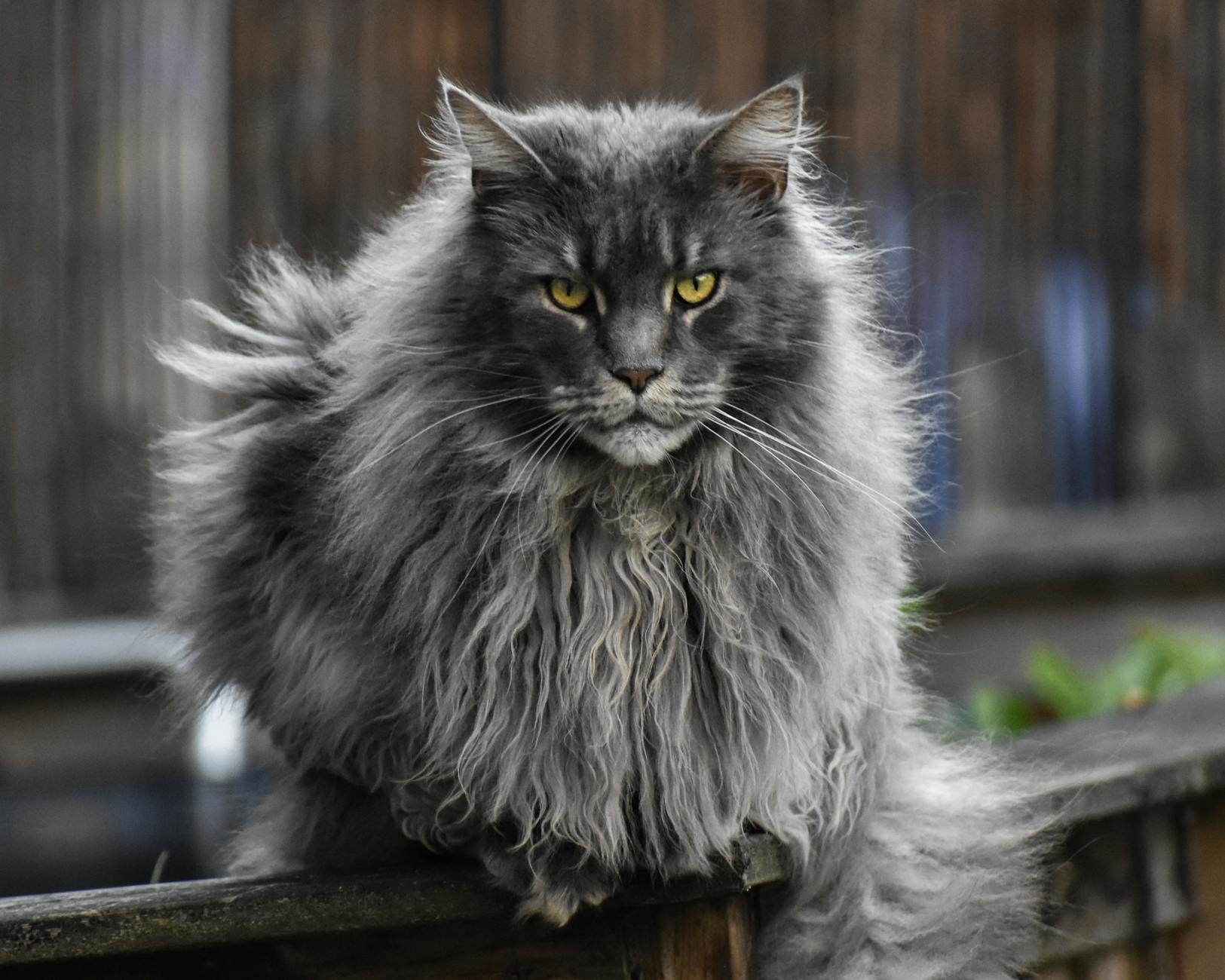 Blue Maine Coon Cat: Facts, History & Personality Traits Discover the beauty, temperament, and unique features of the captivating Blue Maine Coon cat.