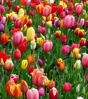 Spring Equinox 2025: Everything You Need to Know