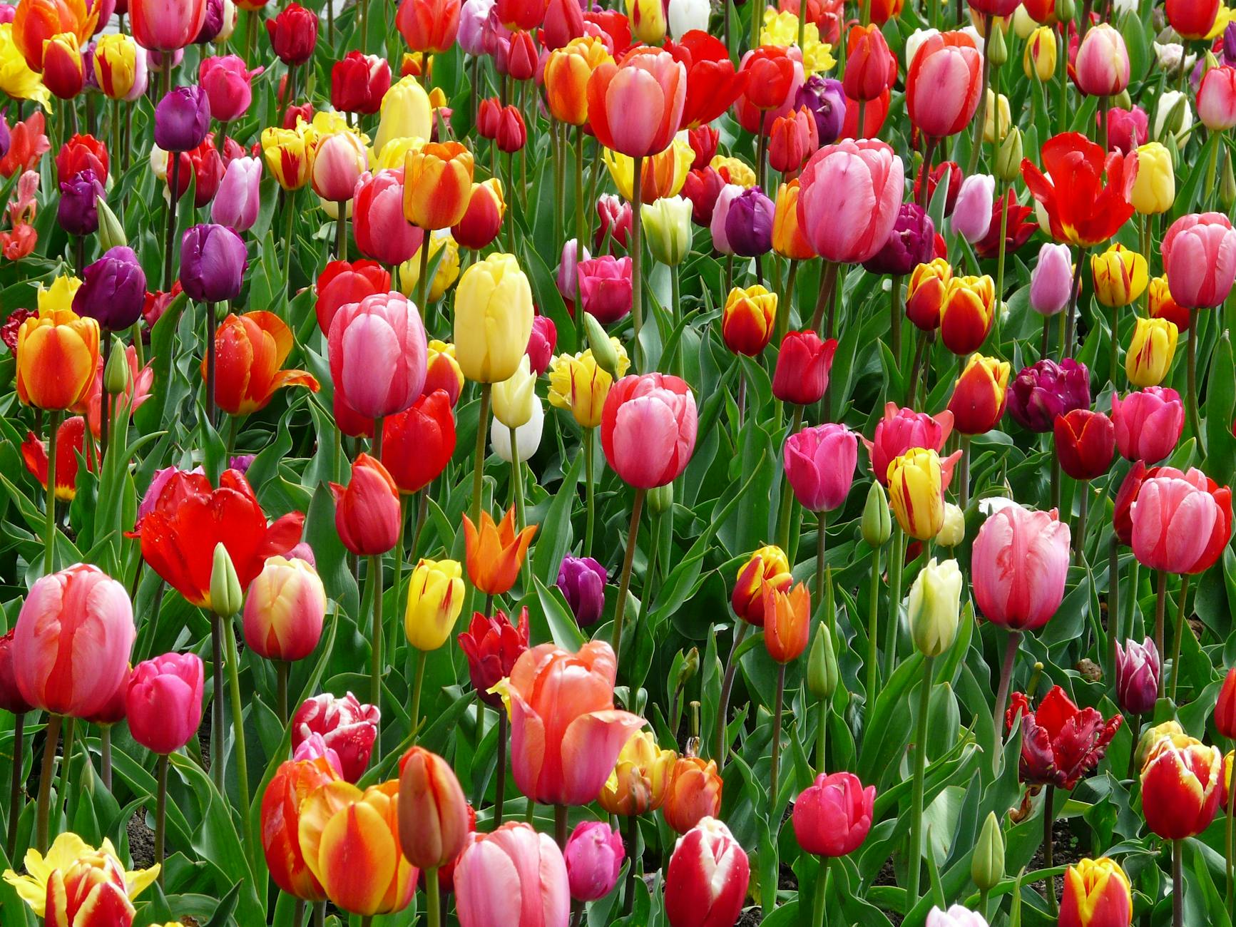 Spring Equinox 2025: Everything You Need to Know Discover the science, traditions, and significance of the vernal equinox marking spring's arrival