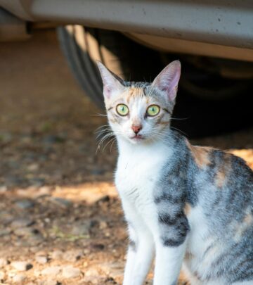 What is a Dilute Calico Cat? All About These Rare Beauties