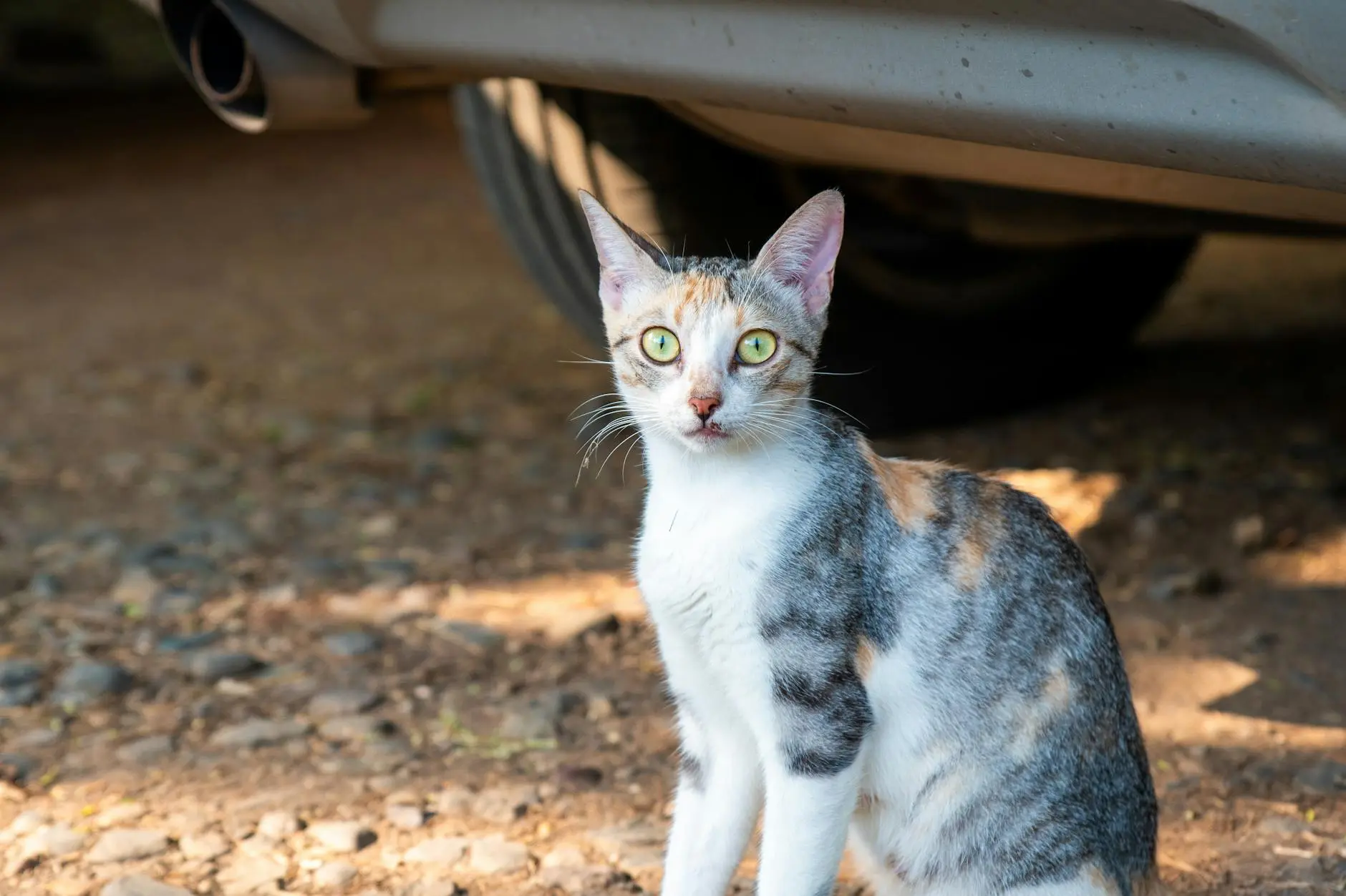 Discover the unique genetics, soft pastel coloration, and special traits of these uncommon feline beauties