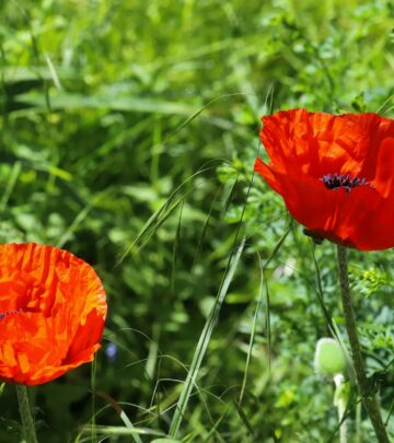 75 Best Spring Quotes to Welcome the Season of Renewal