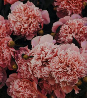 Complete Guide to Mulch Types: Choosing the Best for Your Garden