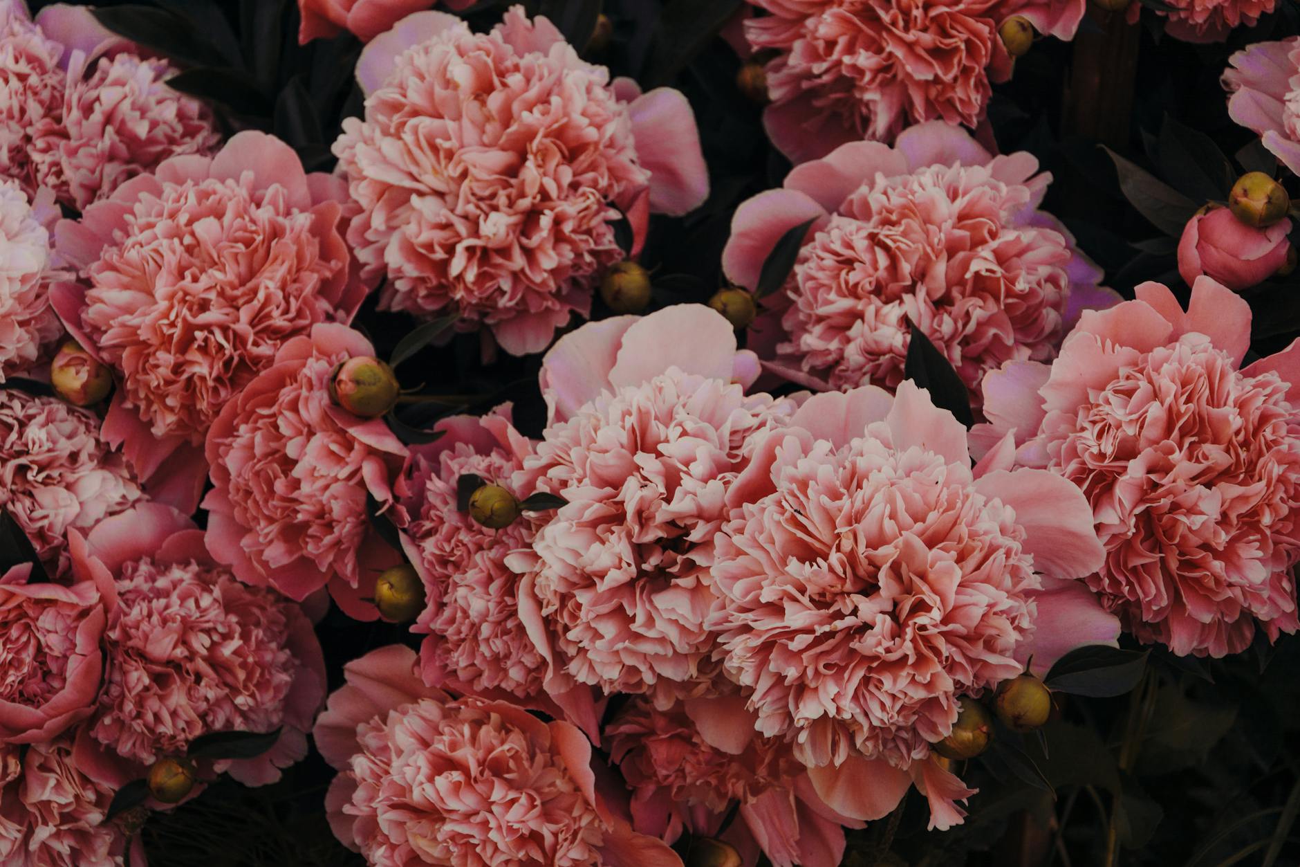 Complete Guide to Mulch Types: Choosing the Best for Your Garden Discover the perfect mulch for your landscape with our comprehensive breakdown of organic and inorganic options