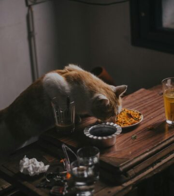 What to Feed a Cat That is Throwing Up: A Complete Guide