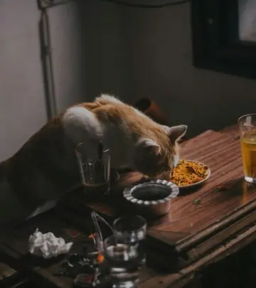Discover the best feeding options and treatments for a cat experiencing vomiting episodes