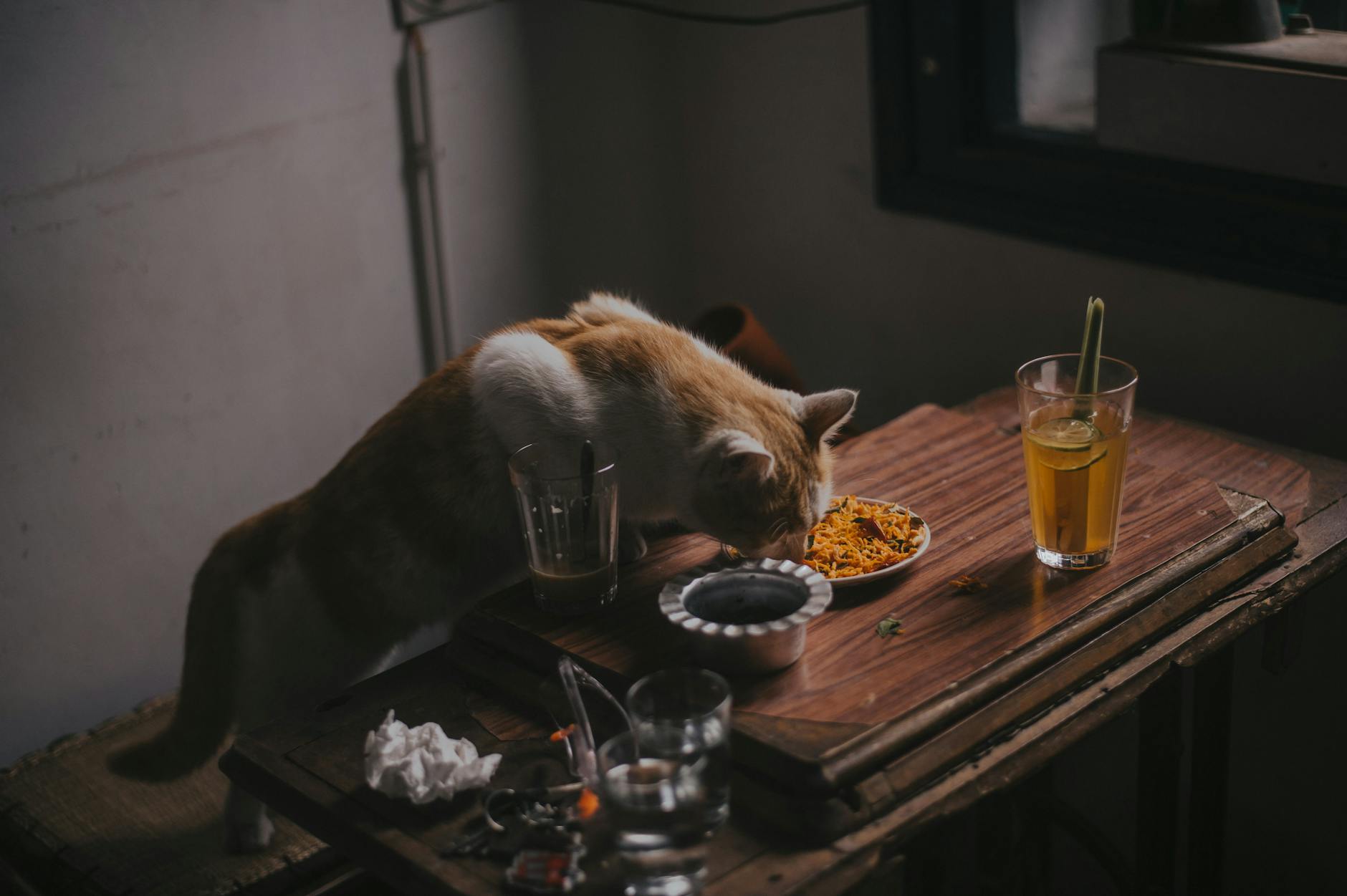 What to Feed a Cat That is Throwing Up: A Complete Guide Discover the best feeding options and treatments for a cat experiencing vomiting episodes