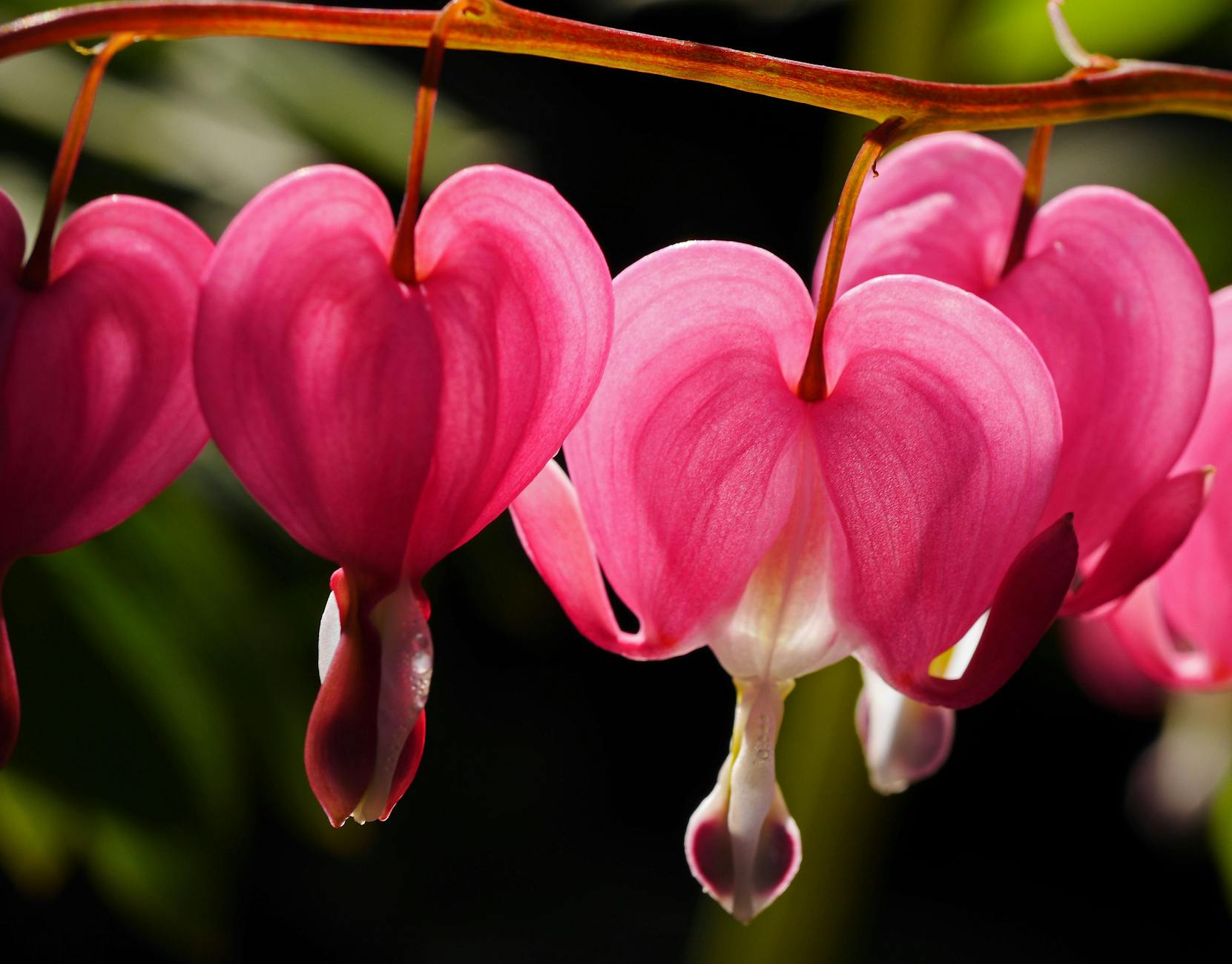Bleeding Heart Flowers: A Complete Guide to Growing and Care Discover how to grow and care for these enchanting heart-shaped blooms that bring charm to shady garden spaces