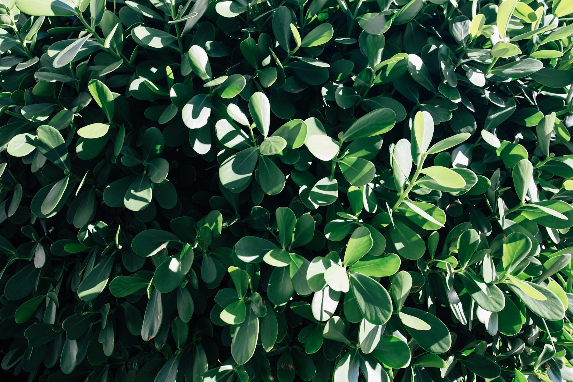 Clusia Care: Growing the Autograph Tree Indoors and Outdoors Everything you need to know about growing, caring for, and enjoying the Clusia Autograph Tree, both indoors and out.