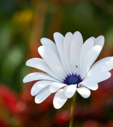 African Daisy: Growing Guide for Vibrant Garden Blooms