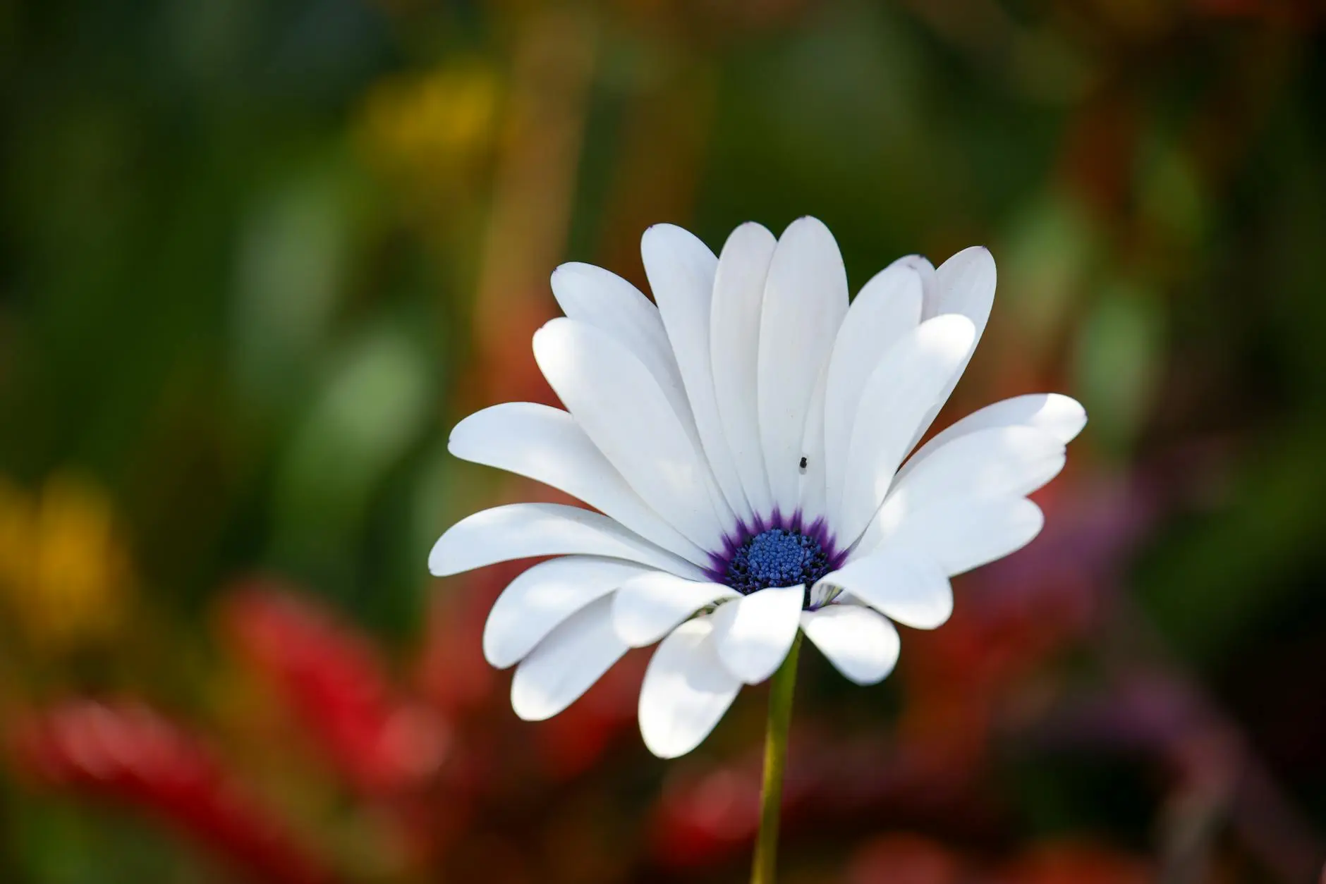 African Daisy Care: Essential Guide For Colorful Blooms Discover how to grow and care for these sun-loving, drought-tolerant flowering plants that bring vibrant color to your garden