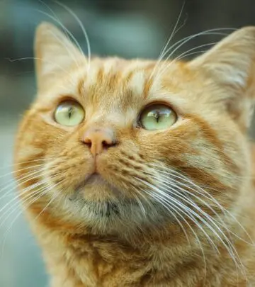 Discover the vibrant world of orange felines from gentle giants to petite companions
