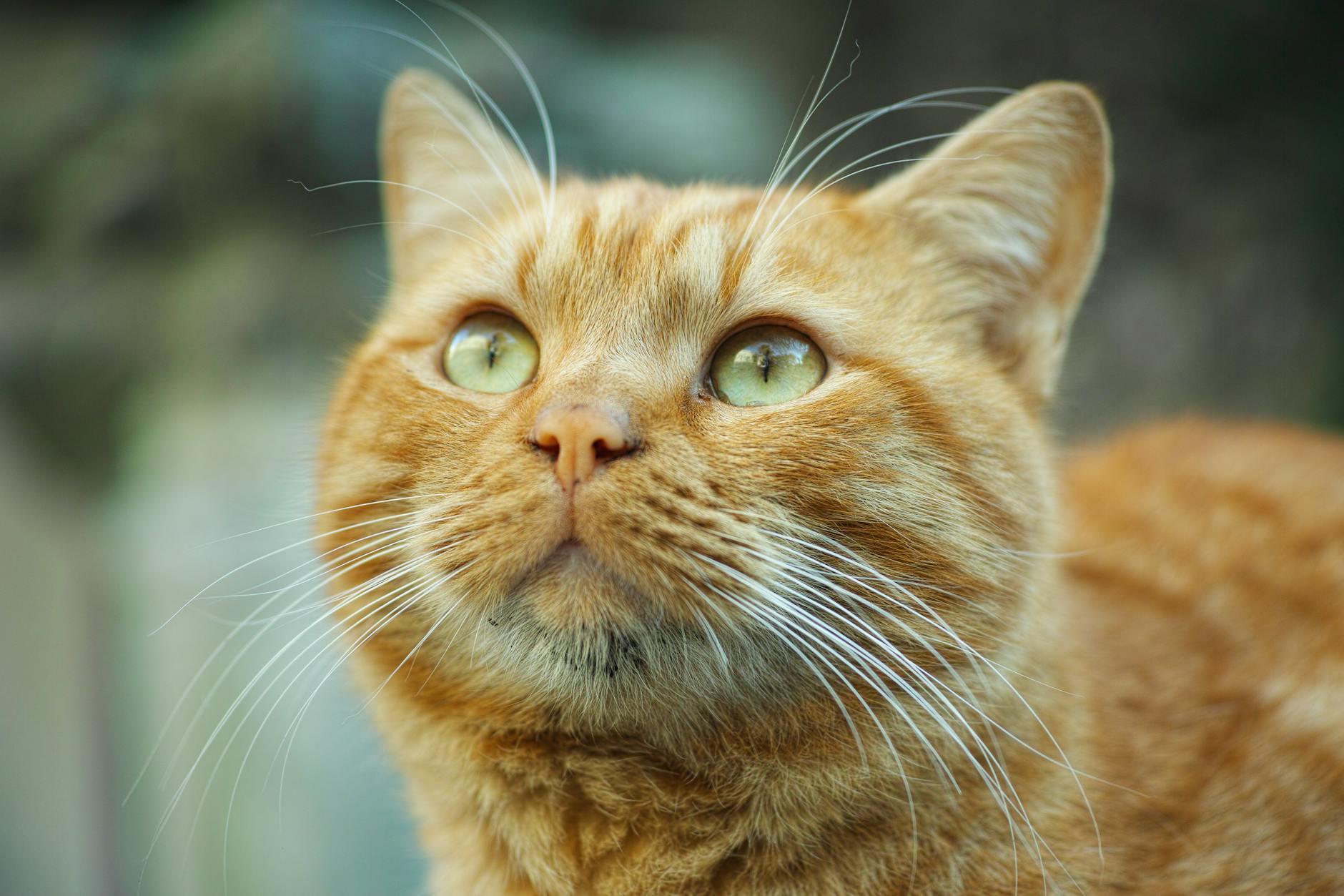 15 Stunning Orange Cat Breeds That Will Brighten Your Life Discover the vibrant world of orange felines from gentle giants to petite companions