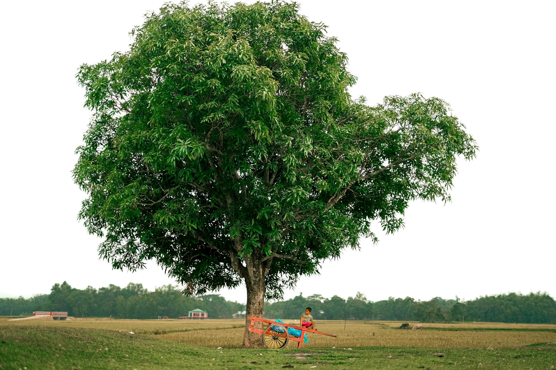 The Best Grass for Shade: Top Choices and Expert Tips for Thriving Lawns Learn which grass varieties thrive in shaded lawns and how to select, plant, and maintain a healthy, vibrant yard—even under trees and shady spots.