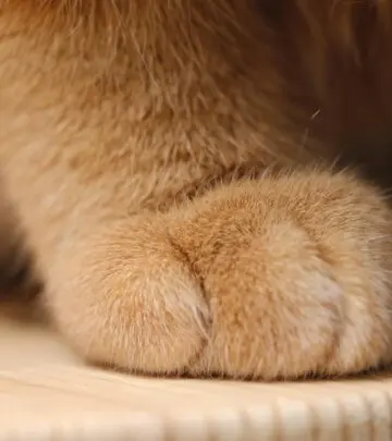 A comprehensive guide to the anatomy, function, and health of male and female cat genitals for every cat owner.
