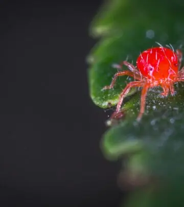 Everything gardeners need to know about recognizing, preventing, and treating spider mite infestations on indoor and outdoor plants.