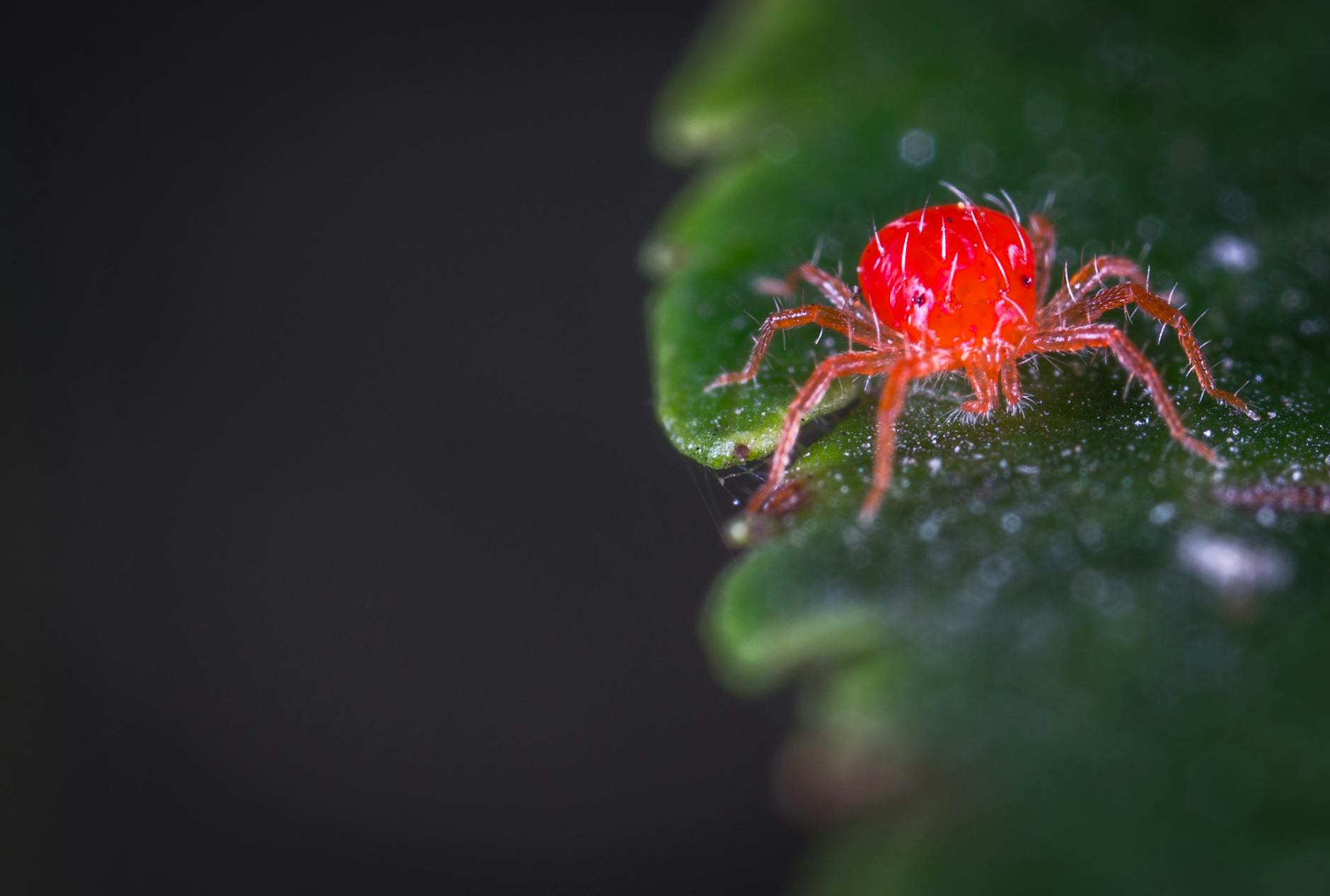Spider Mites: Identification, Damage, and Proven Control Strategies Everything gardeners need to know about recognizing, preventing, and treating spider mite infestations on indoor and outdoor plants.