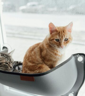 Silver Tabby Cats: Discovering Their Enchanting Charm and Unique Traits
