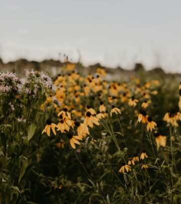 Black-Eyed Susan: Growing Guide for These Vibrant Native Flowers