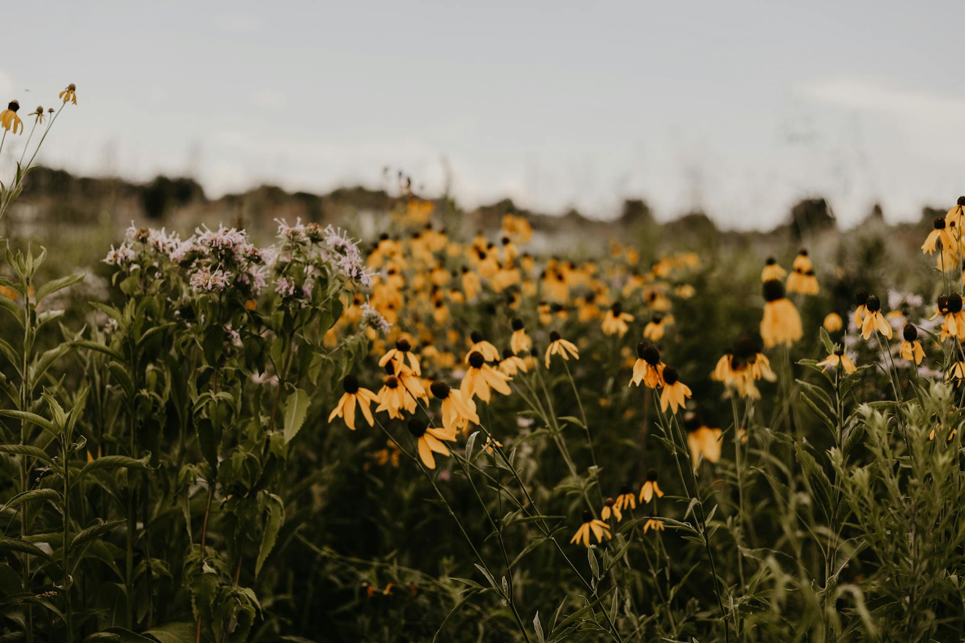 Black-Eyed Susan: Growing Guide for These Vibrant Native Flowers Discover how to grow these cheerful, pollinator-friendly native wildflowers in your garden