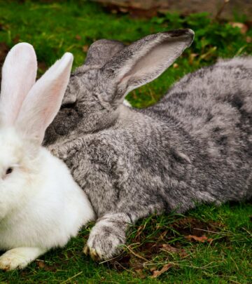 The Ultimate Guide to 30 Adorable Rabbit Breeds for Your Home