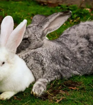 Discover the most lovable bunny breeds that make wonderful companions for your family