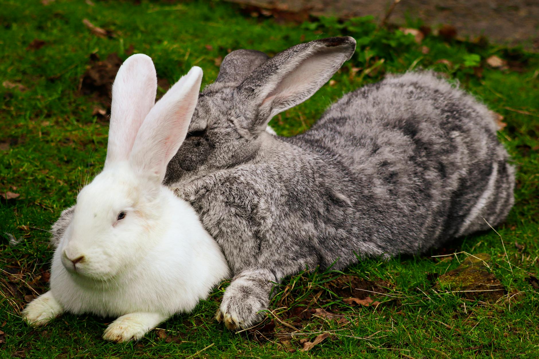 The Ultimate Guide to 30 Adorable Rabbit Breeds for Your Home Discover the most lovable bunny breeds that make wonderful companions for your family