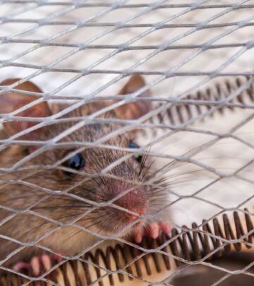 Rat Extermination Costs: Complete 2025 Price Guide