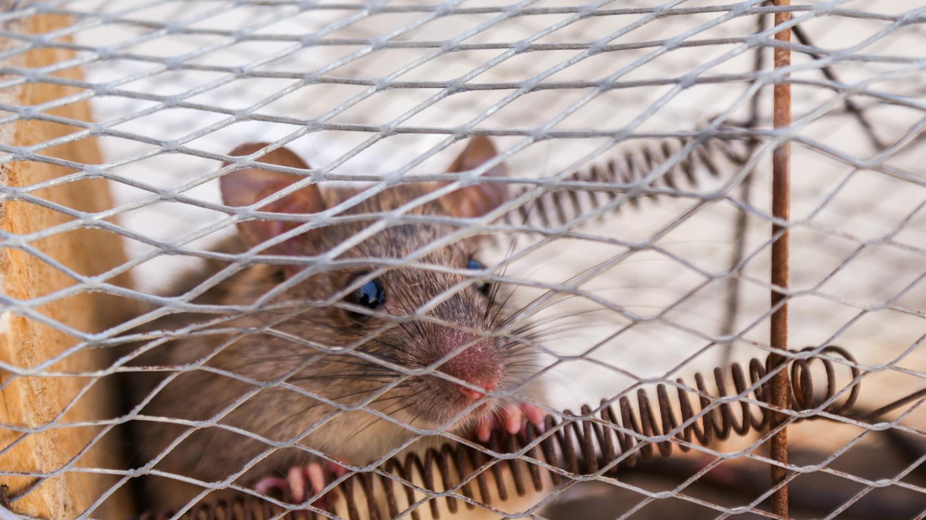 Rat Extermination Costs: Complete 2025 Price Guide Discover what factors influence rat extermination pricing and how to budget effectively for rodent control services