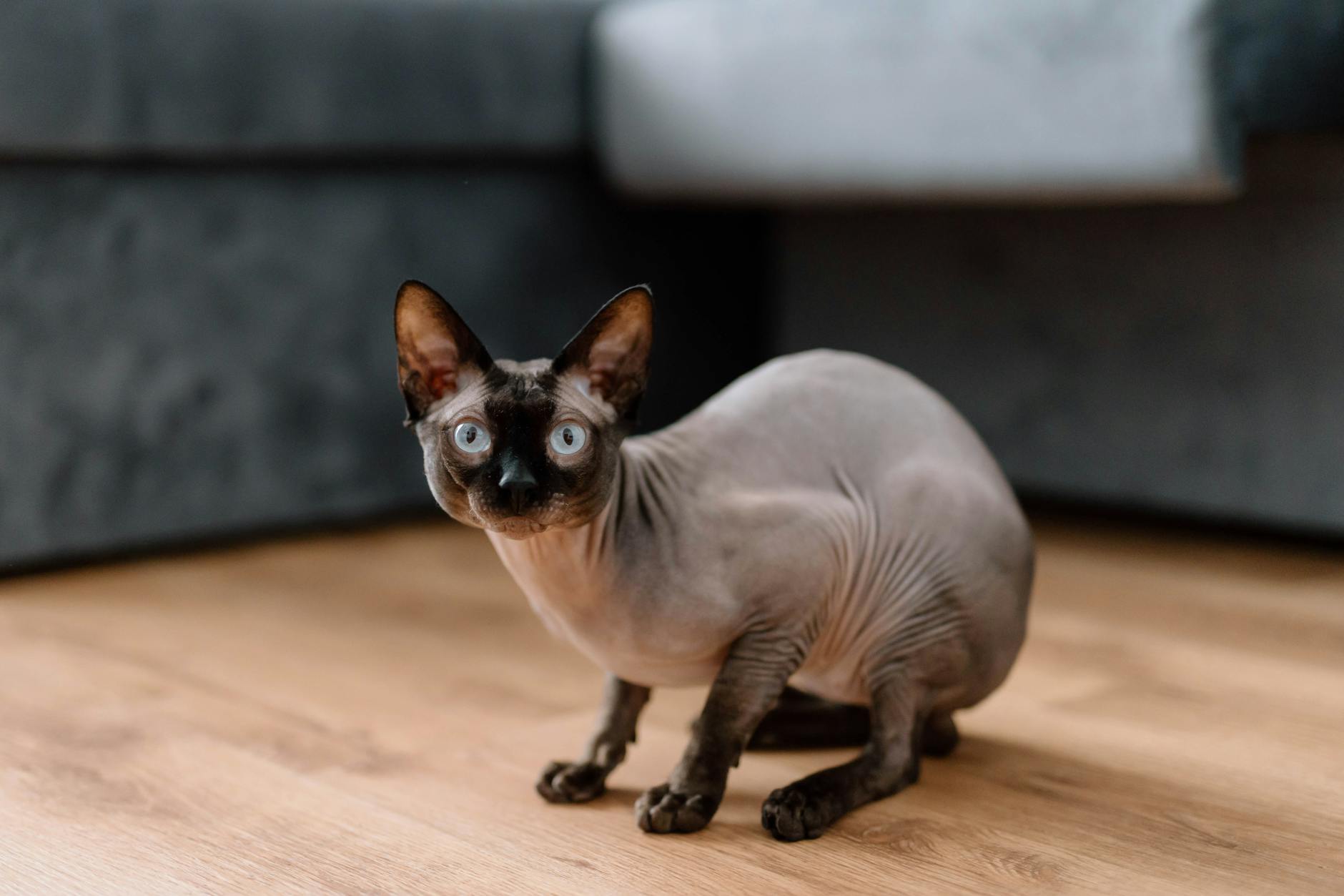 Grey Sphynx Cat: Appearance, Care, Traits, and Fascinating Facts Discover the affectionate, energetic, and unique Grey Sphynx Cat—your guide to care, temperament, and what makes this breed extraordinary.