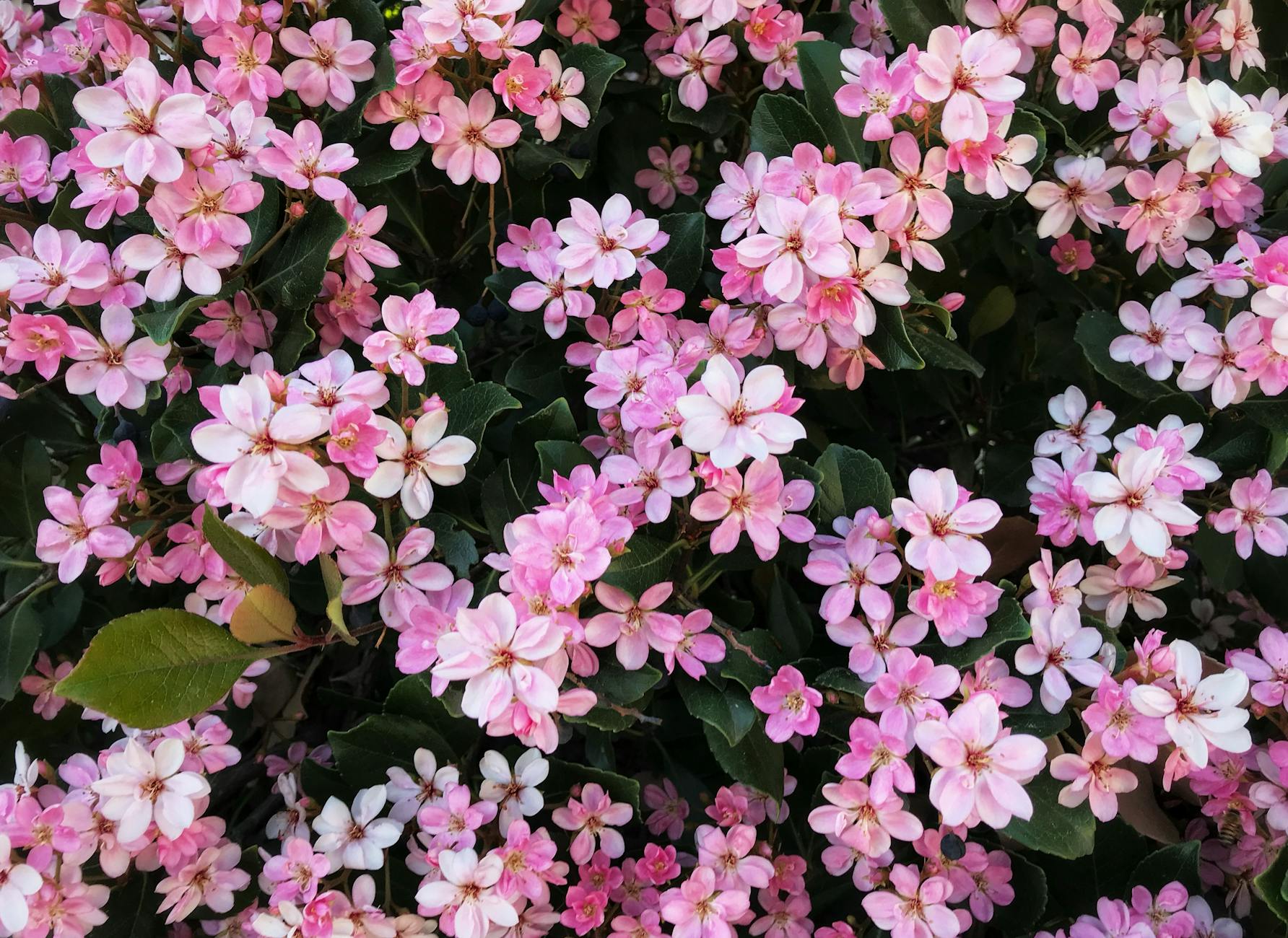 Growing Indian Hawthorn: A Versatile Evergreen for Year-Round Beauty Discover how to cultivate this low-maintenance flowering shrub for year-round landscape interest