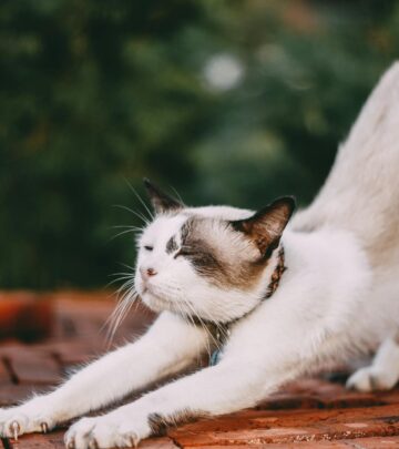 Cat Stretching: The Science, Signals, and Secrets Behind Feline Flexibility