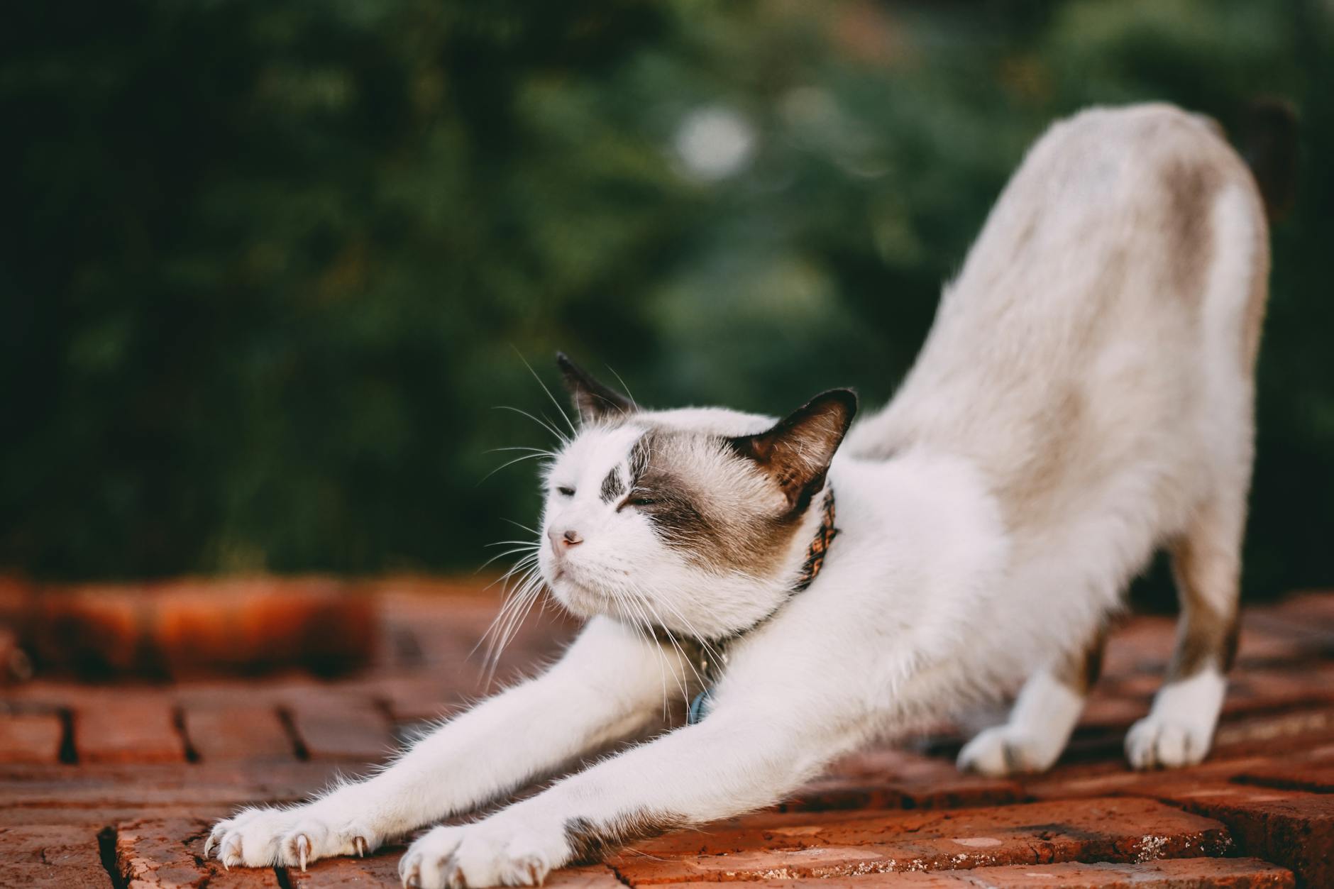 Cat Stretching: The Science, Signals, and Secrets Behind Feline Flexibility Uncover why cats stretch, what it means, and how this instinct keeps them limber, happy, and bonded with you.
