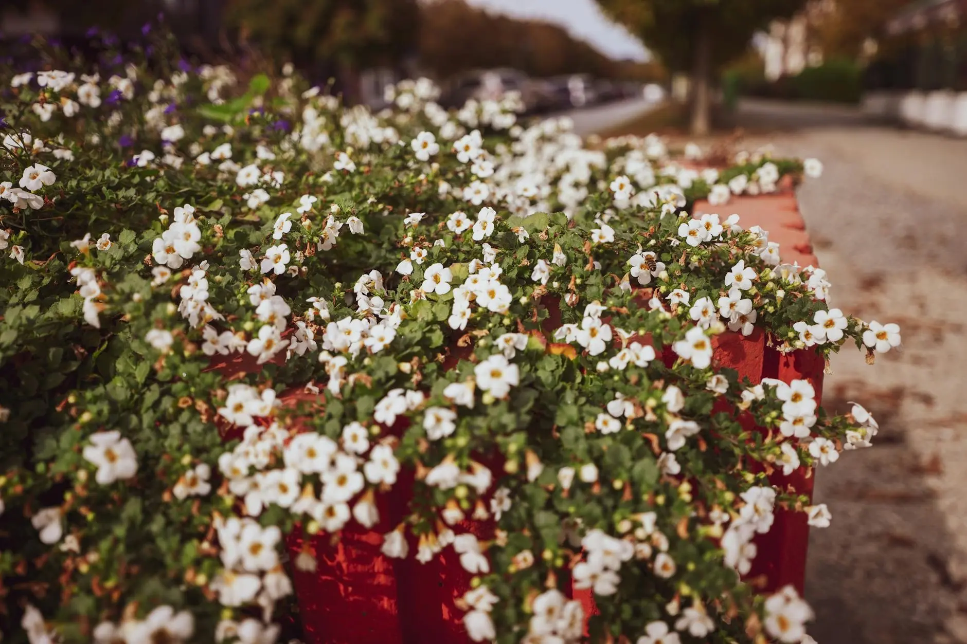 Bacopa Plant Care: 3 Essential Tips For Continuous Blooms Discover how to grow and care for this elegant trailing plant that brings charm to containers and landscapes