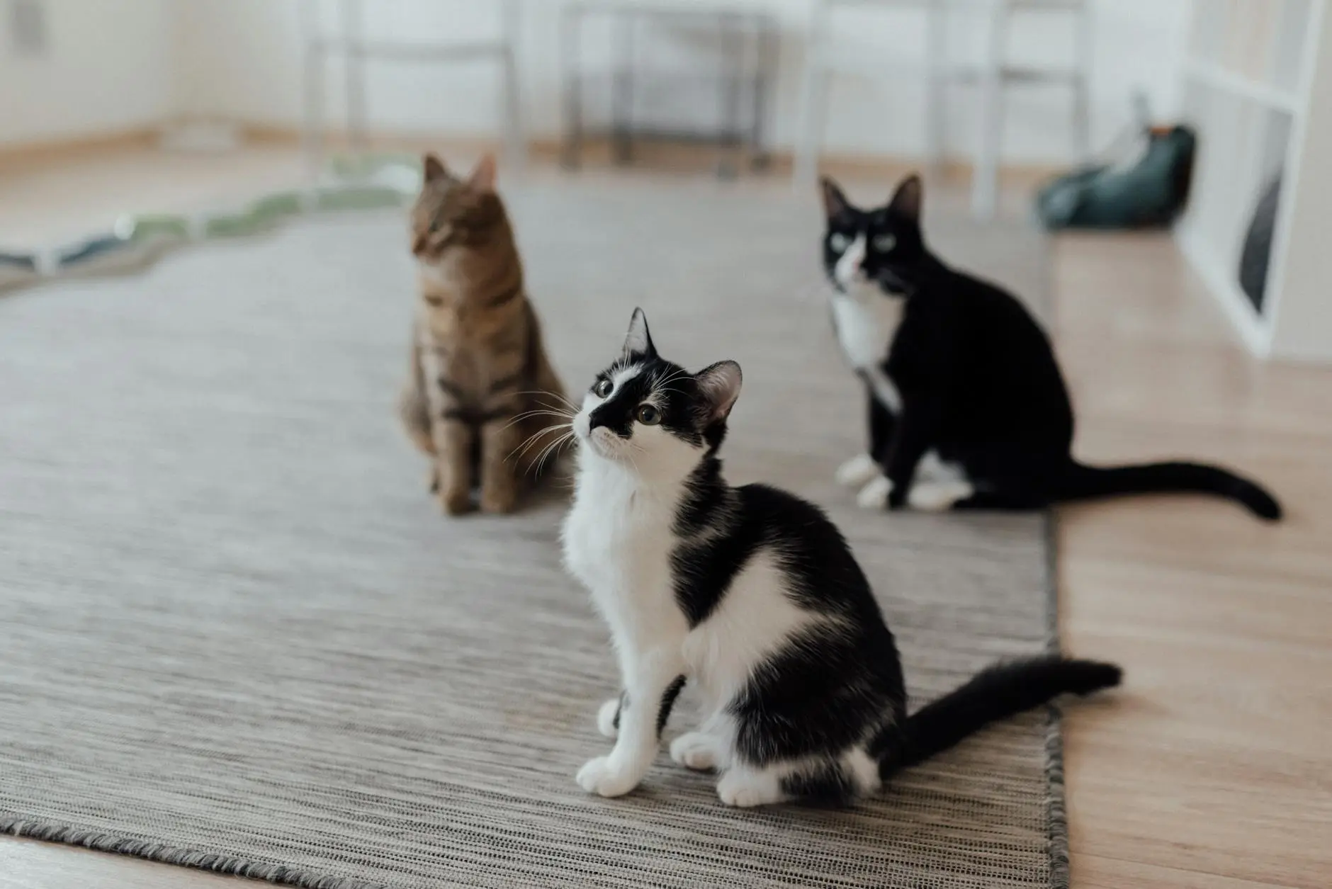 Tailless Cat Breeds: 6 Distinctive Feline Friends Discover the fascinating world of cats without tails - from Manx to Japanese Bobtails