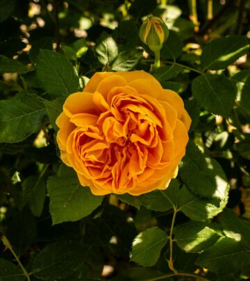 The Complete Guide to Growing & Caring for Ninebark Shrubs
