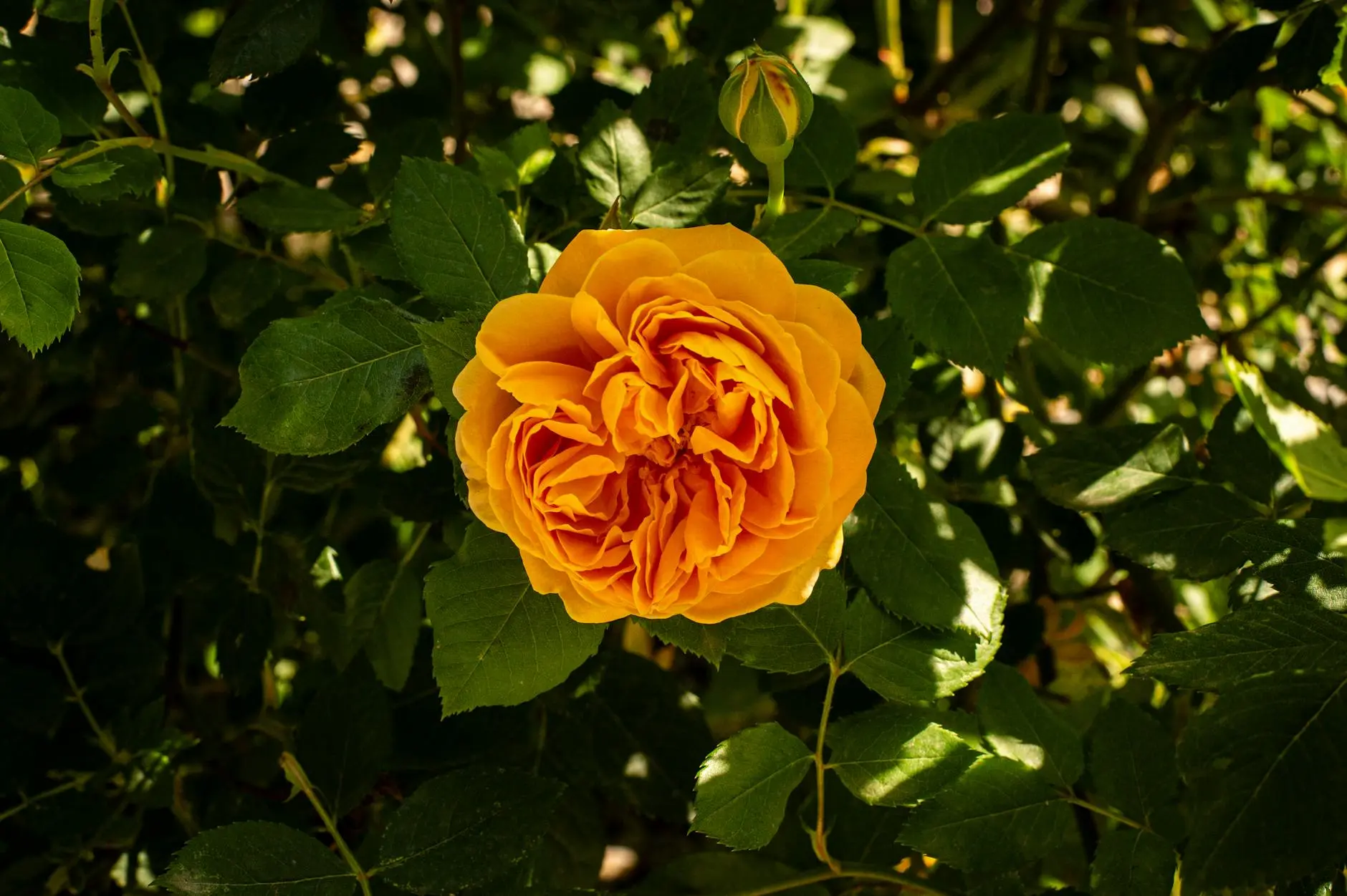 The Complete Guide to Growing & Caring for Ninebark Shrubs Discover how this hardy North American native brings four-season interest and carefree beauty to any landscape