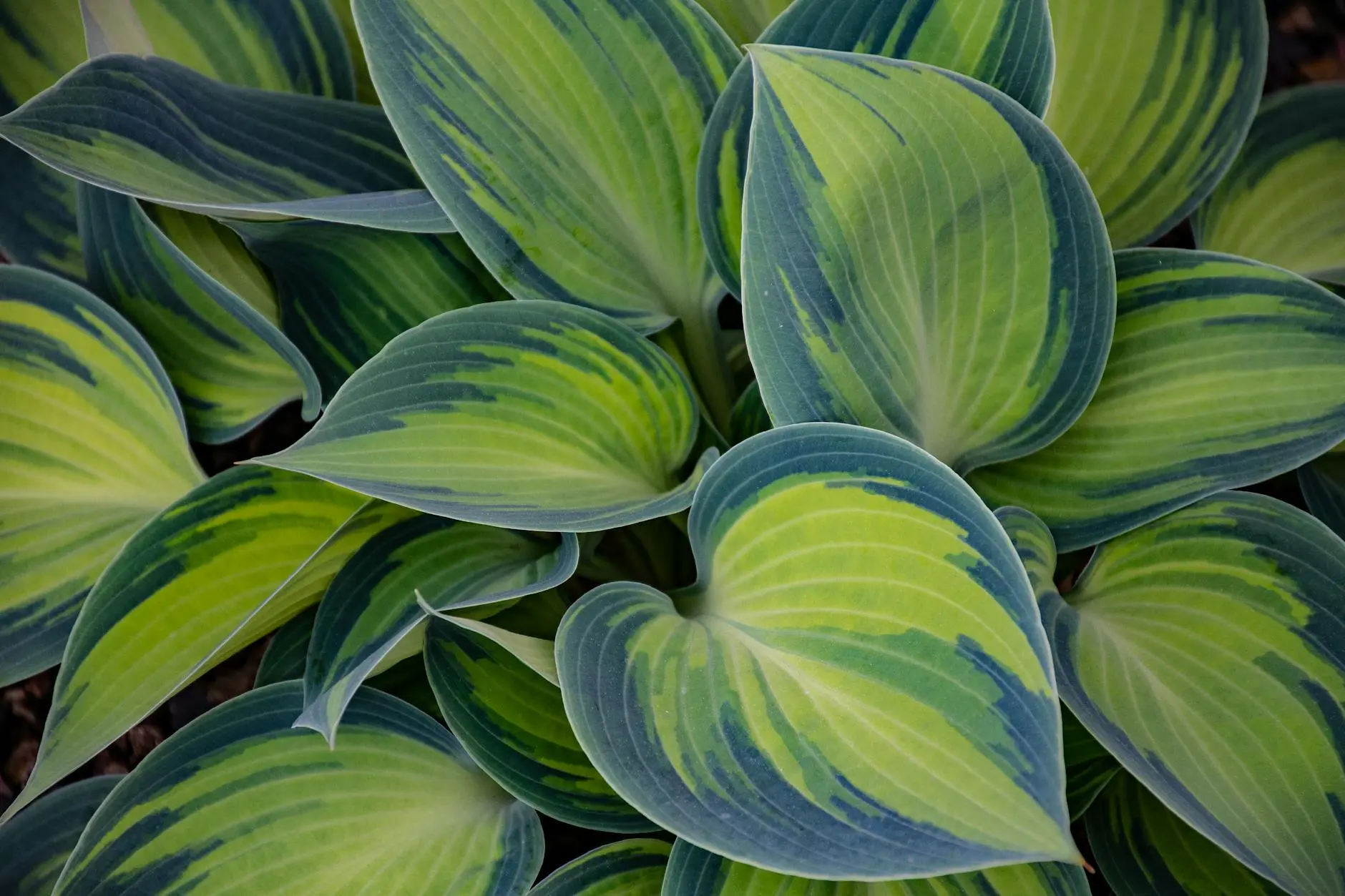 How to Grow & Care for Hosta Plants Discover the versatile world of hostas, shade-loving perennials that offer stunning foliage and easy maintenance