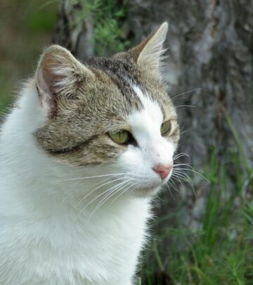 Persian Ragdoll Cat Mix: Complete Guide to This Lovable Hybrid