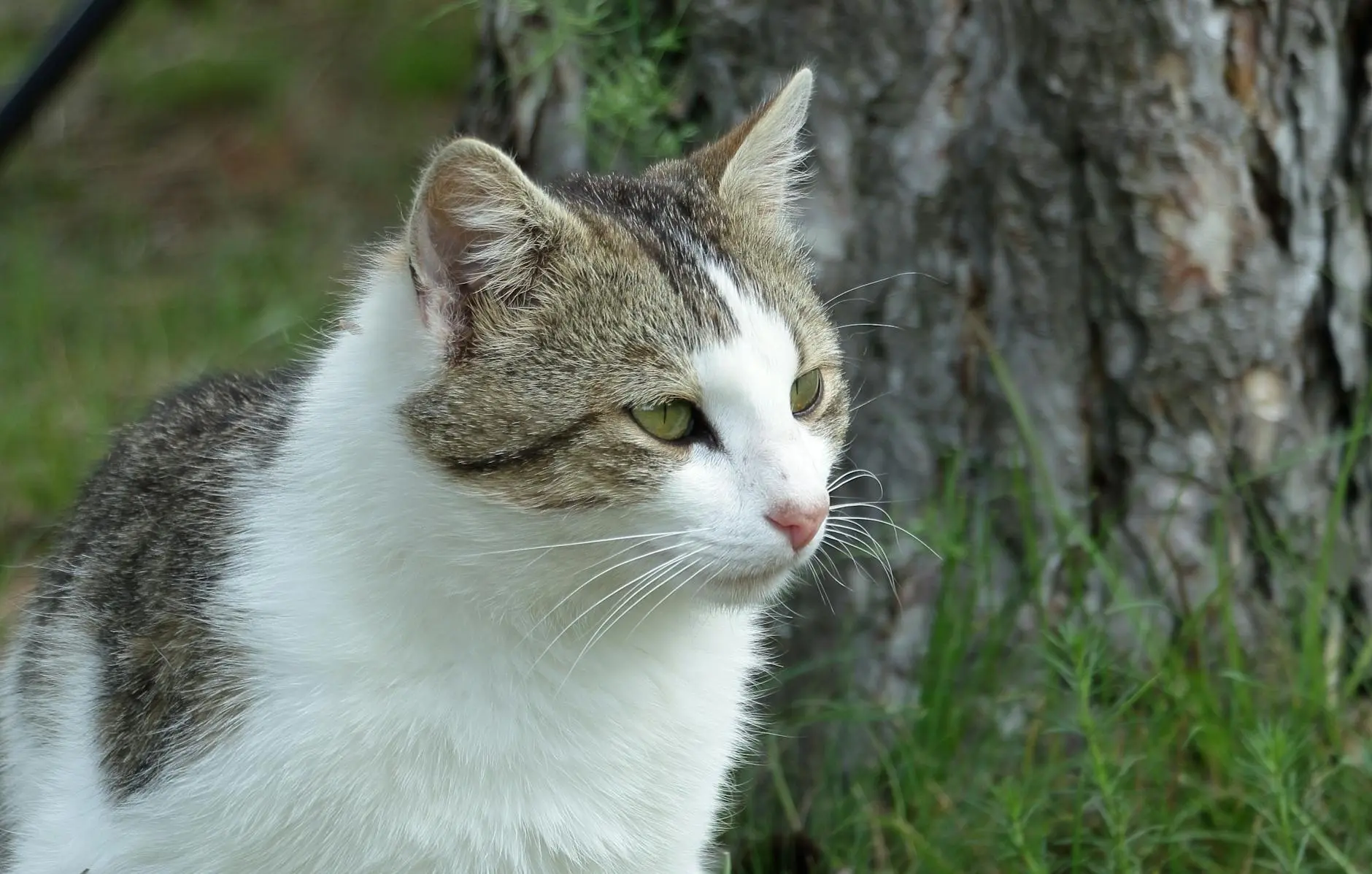 Persian Ragdoll Cat Mix: Complete Guide to This Lovable Hybrid Discover the affectionate nature, appearance, care needs, and FAQs of the charming Persian Ragdoll cat mix.