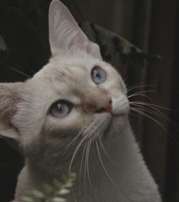 Black Burmese Cats: Complete Guide to This Elegant Breed