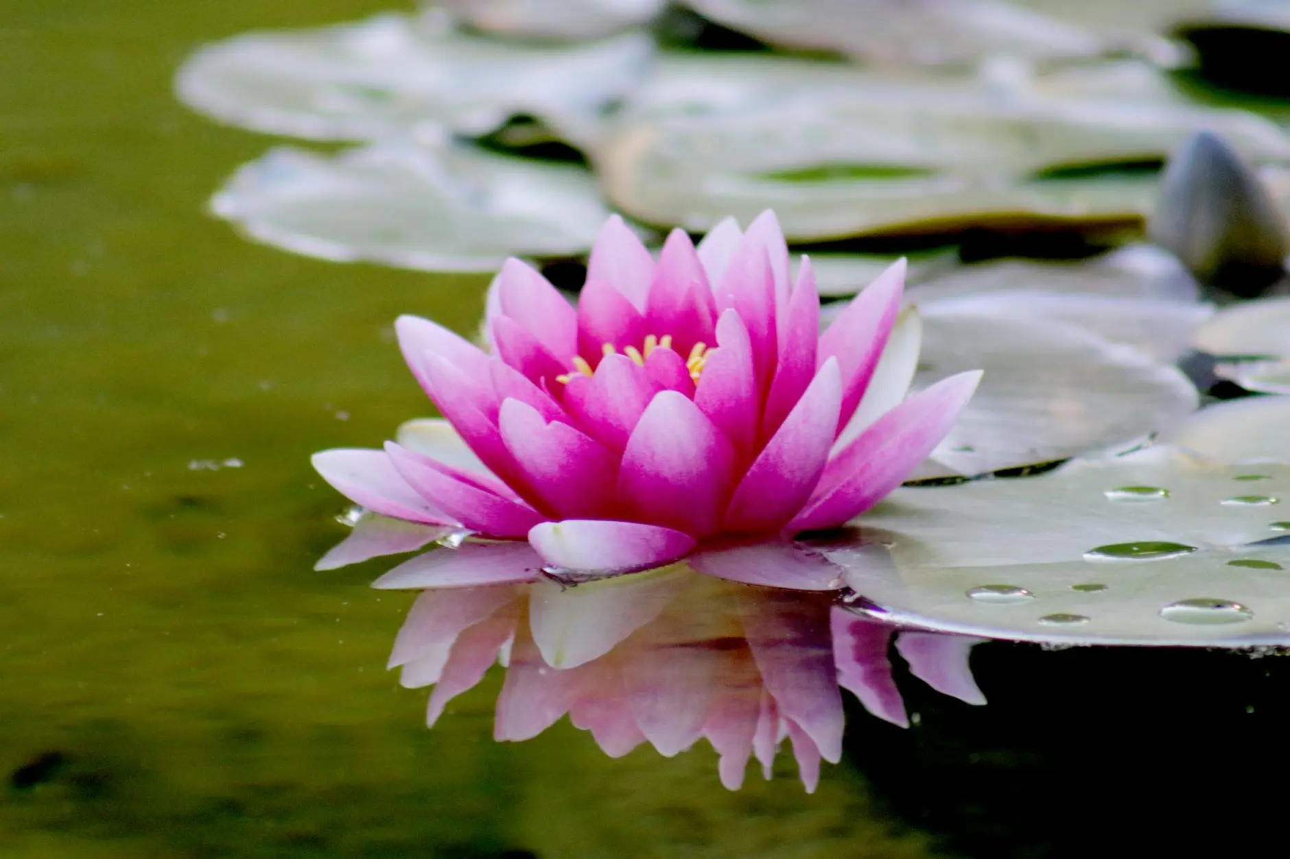 The Profound Symbolism and Meaning of the Lotus Flower Discover how the sacred lotus flower has inspired cultures worldwide with its journey from mud to magnificent blossom