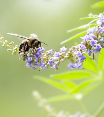 Vitex (Chaste Tree): Complete Growing & Care Guide