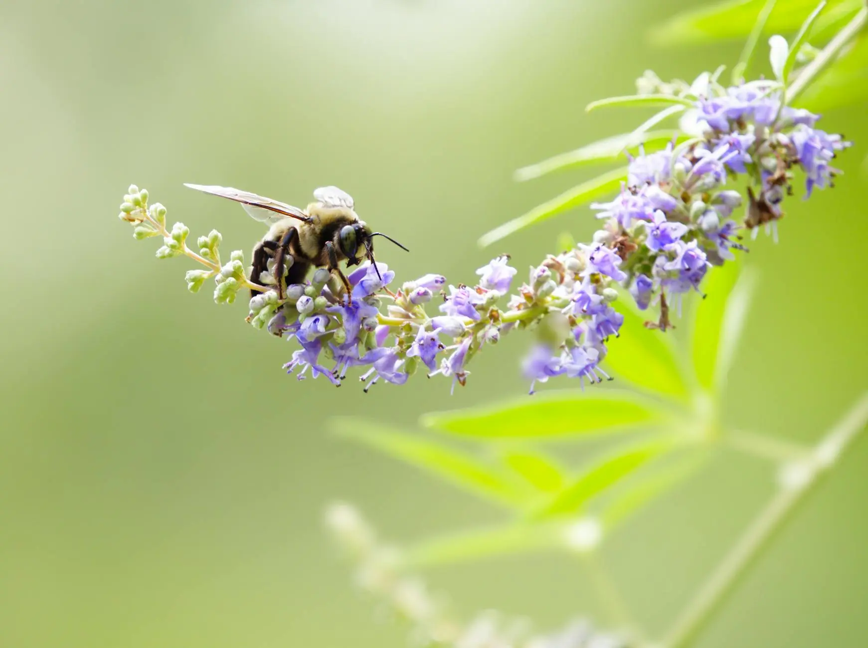 Vitex (Chaste Tree): Complete Growing & Care Guide Discover everything you need to know about growing, caring for, and choosing varieties of the beautiful Vitex (Chaste Tree) for your landscape.