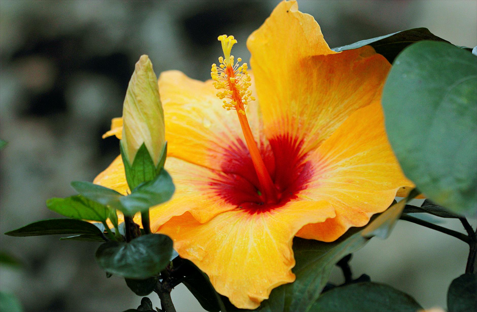 Tropical Hibiscus: A Complete Guide to Growing Exotic Beauty Everything you need to know to cultivate vibrant tropical hibiscus in your garden or indoors.