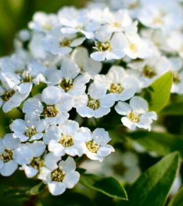Spirea Shrubs: The Complete Guide to Growing and Care