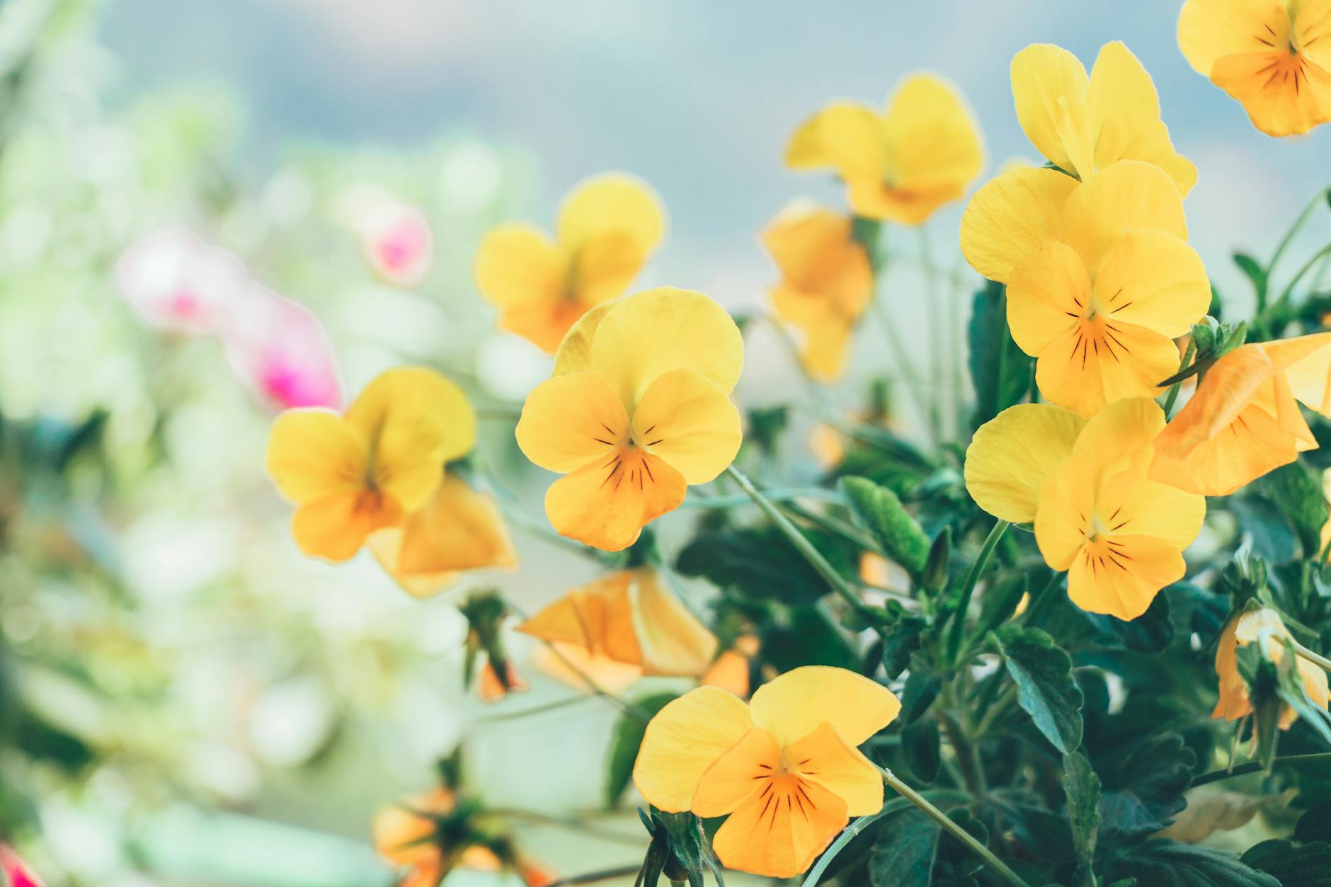 How to Grow Perfect Pansies: Varieties, Care, and Design Ideas Discover essential tips for growing vibrant pansies, from choosing varieties to creative container designs.