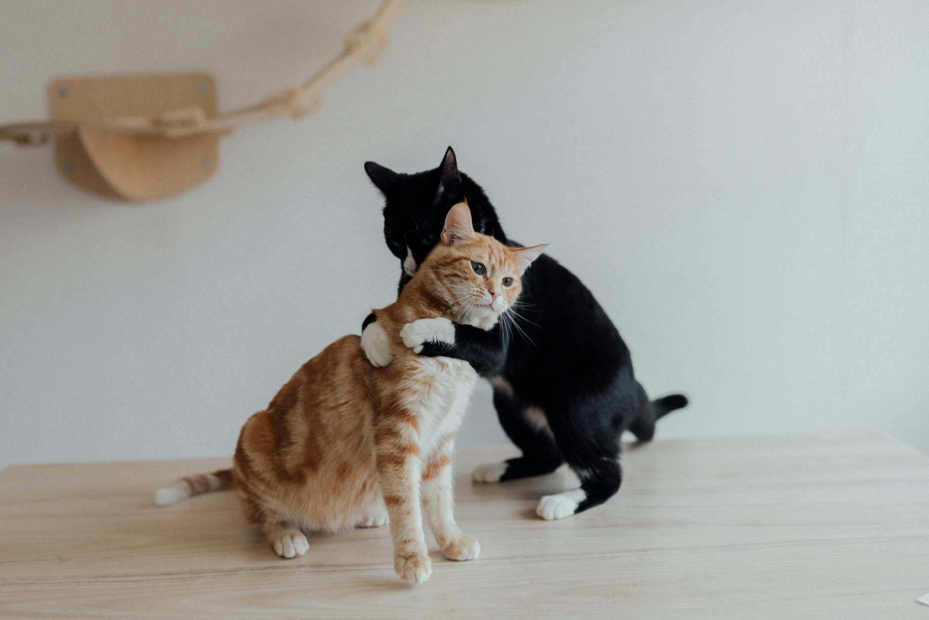 5-Month-Old Kitten Care: A Comprehensive Guide for Healthy Growth and Bonding Everything you need to know about caring for your energetic and curious 5-month-old kitten for a lifetime of happiness.