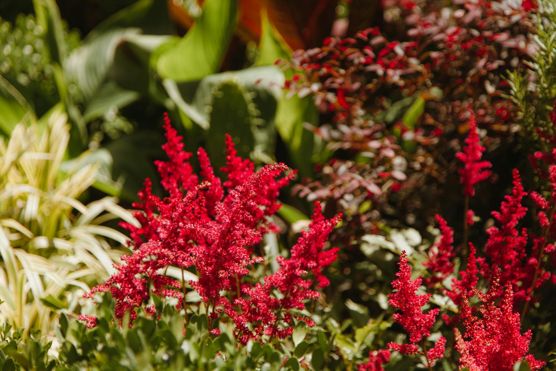 Feathery blooms and textured leaves bring long-lasting color to even the darkest beds.